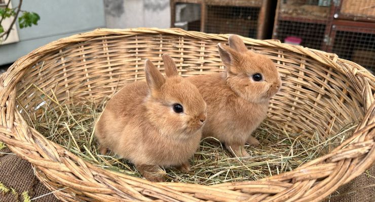 Burdur Büyümeyen Tavşan