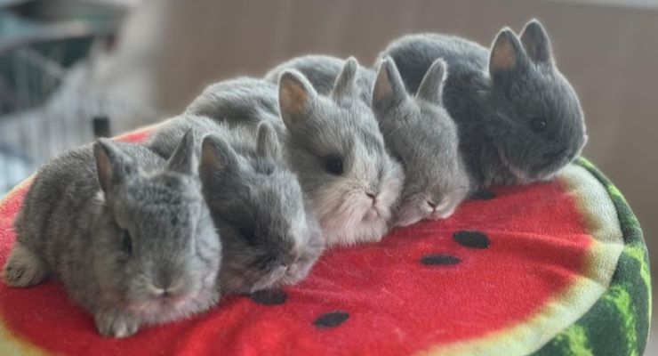 Burdur Evcil Tavşan