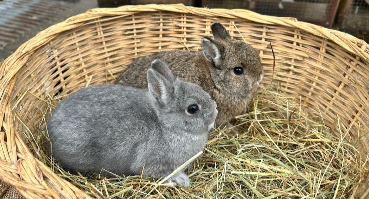 Burdur Yavru Tavşan
