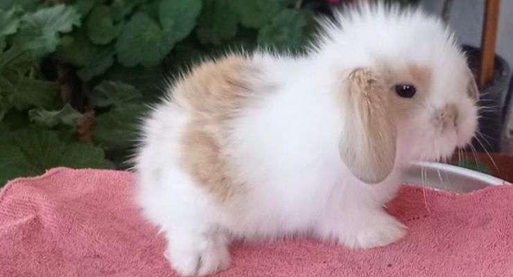 Burdur Hollanda Lop Tavşan